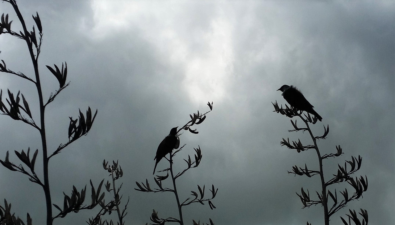 A vision to preserve the whenua